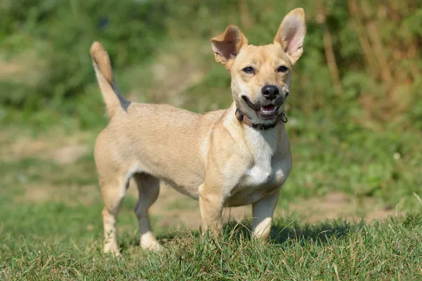 Pies do adopcji, Nowodwór, 22 września 2025 (4/5)