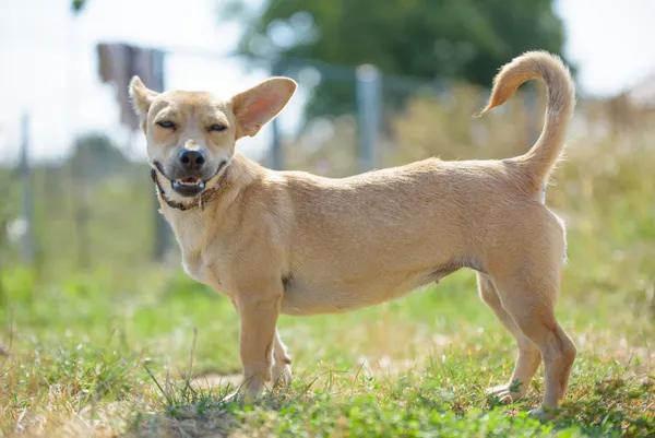 Pies do adopcji, Nowodwór, 22 września 2025 (5/5)