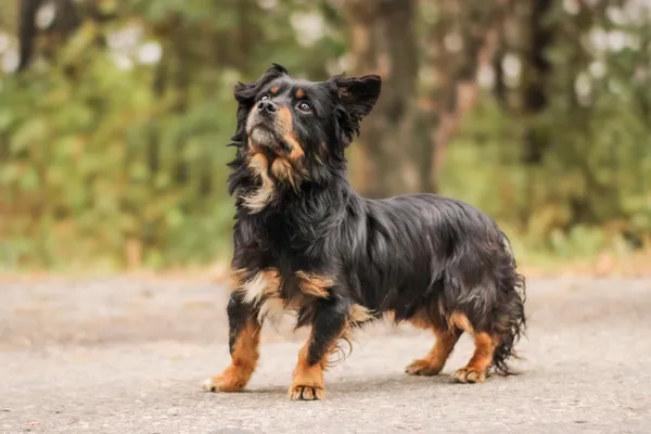 Pies do adopcji, Nowodwór, 22 września 2025 (1/5)