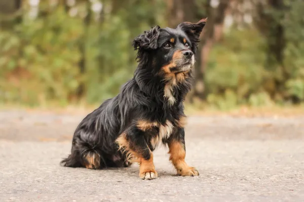 Pies do adopcji, Nowodwór, 22 września 2025 (2/5)