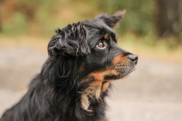 Pies do adopcji, Nowodwór, 22 września 2025 (3/5)