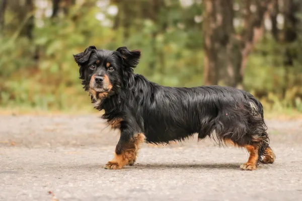 Pies do adopcji, Nowodwór, 22 września 2025 (5/5)