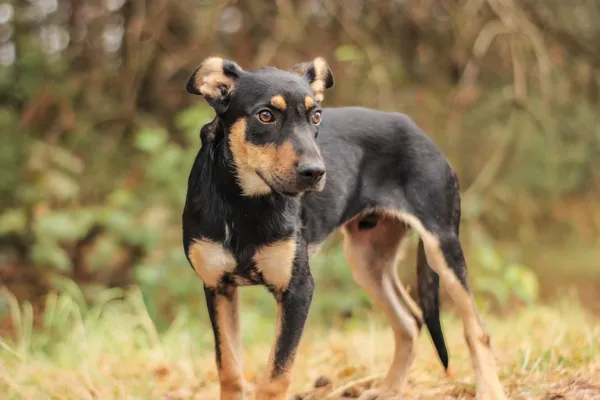 Pies do adopcji, Nowodwór, 22 września 2025 (2/5)