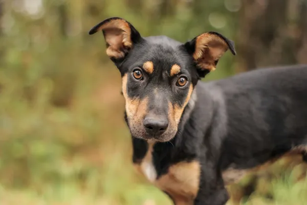 Pies do adopcji, Nowodwór, 22 września 2025 (4/5)