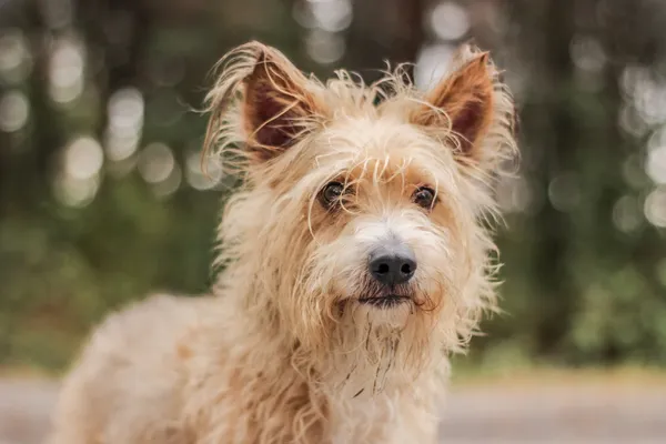 Pies do adopcji, Nowodwór, 22 września 2025 (1/5)