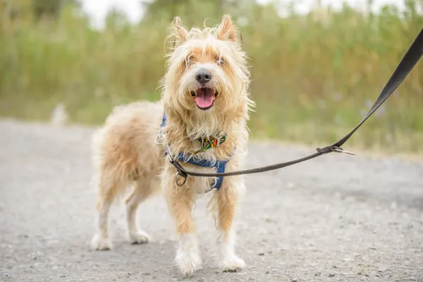 Pies do adopcji, Nowodwór, 22 września 2025 (3/5)