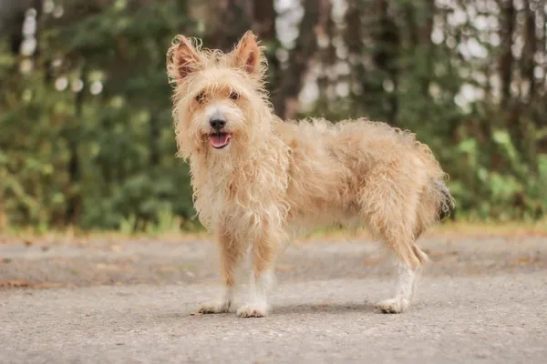 Pies do adopcji, Nowodwór, 22 września 2025 (4/5)