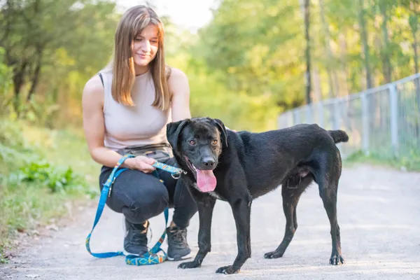 Pies do adopcji, Nowodwór, 22 września 2025 (1/5)