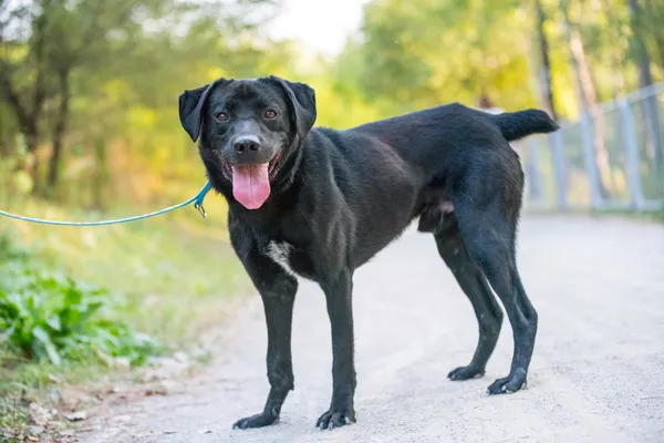 Pies do adopcji, Nowodwór, 22 września 2025 (4/5)