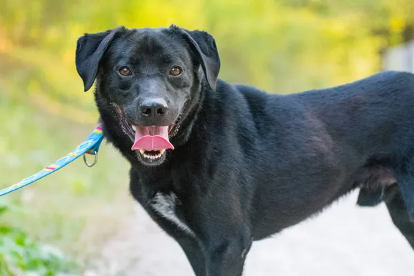 Pies do adopcji, Nowodwór, 22 września 2025 (5/5)