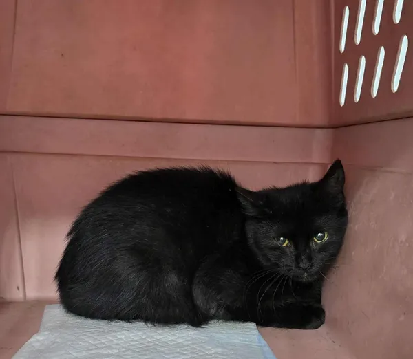 Znaleziono kota, Czartki, 23 września 2025