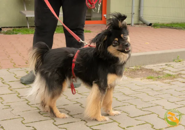 Znaleziono psa, Skałowo, 22 września 2025