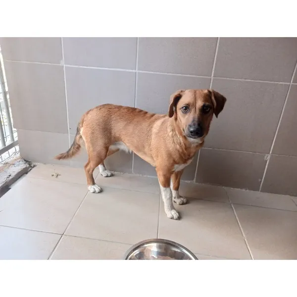 Znaleziono psa, Białystok, 23 września 2025