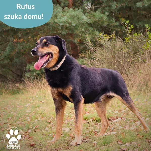 Pies do adopcji, Dąbrówka, 23 września 2025 (1/4)