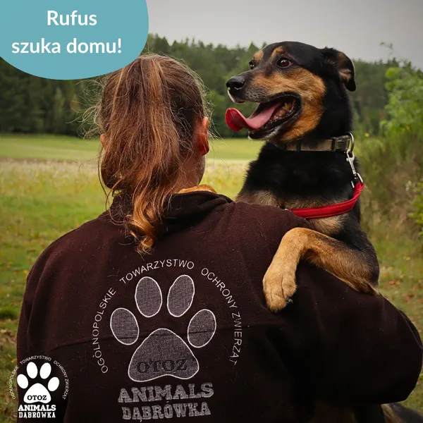 Pies do adopcji, Dąbrówka, 23 września 2025 (2/4)