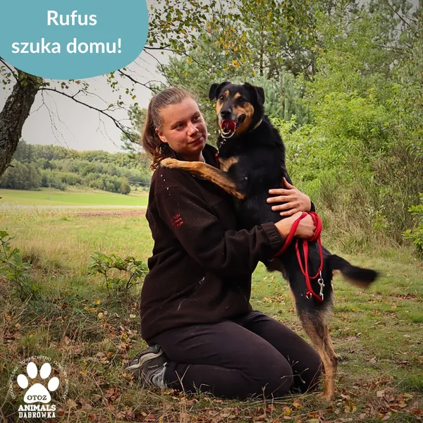 Pies do adopcji, Dąbrówka, 23 września 2025 (3/4)
