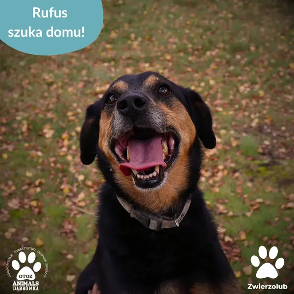 Pies do adopcji, Dąbrówka, 23 września 2025 (4/4)