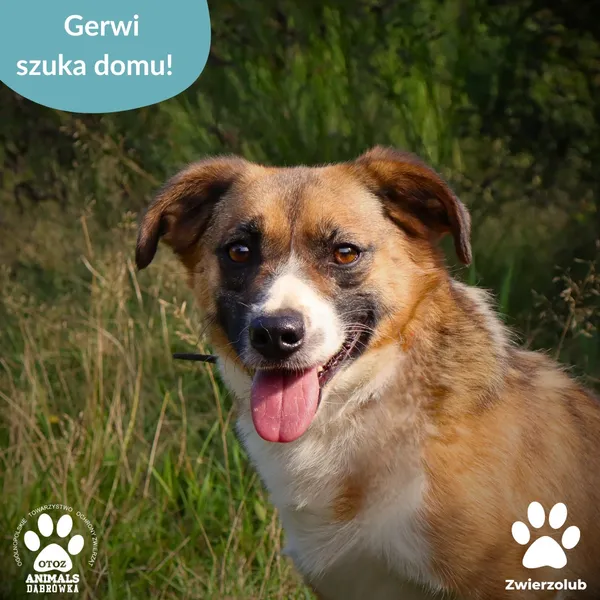 Pies do adopcji, Dąbrówka, 23 września 2025 (1/4)