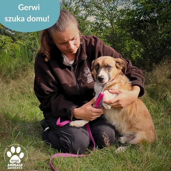 Pies do adopcji, Dąbrówka, 23 września 2025 (2/4)