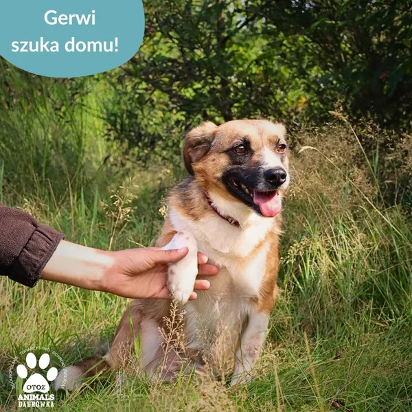 Pies do adopcji, Dąbrówka, 23 września 2025 (3/4)