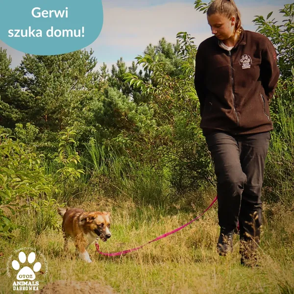 Pies do adopcji, Dąbrówka, 23 września 2025 (4/4)