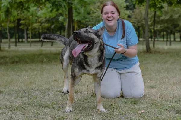 Pies do adopcji, Radom, 23 września 2025 (3/5)