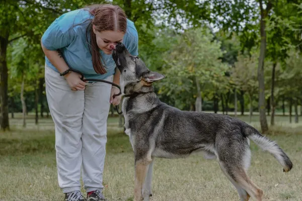 Pies do adopcji, Radom, 23 września 2025 (5/5)