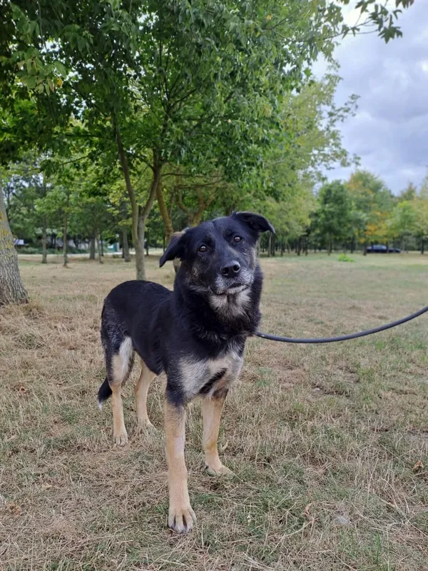 Pies do adopcji, Radom, 23 września 2025 (1/5)