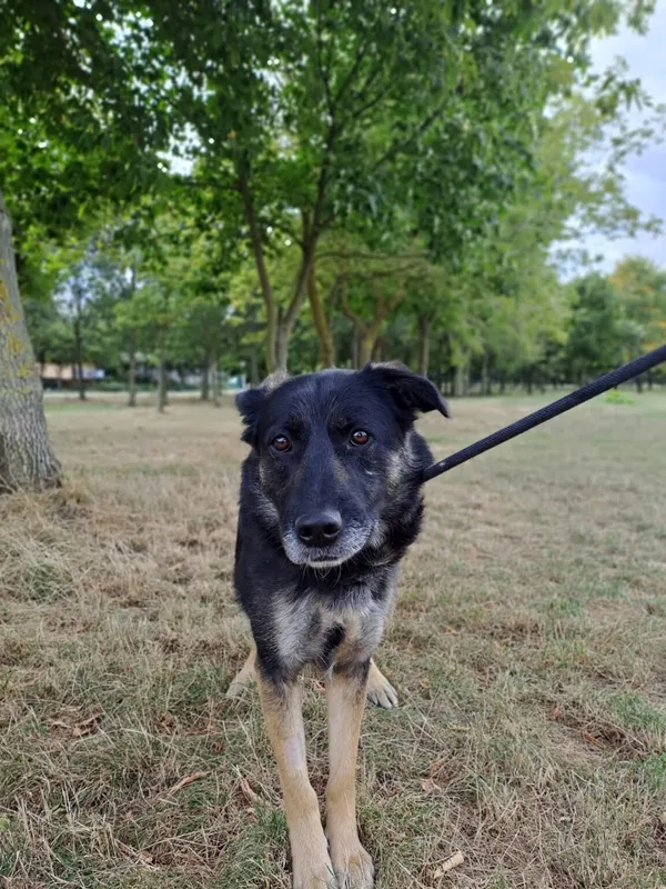 Pies do adopcji, Radom, 23 września 2025 (2/5)