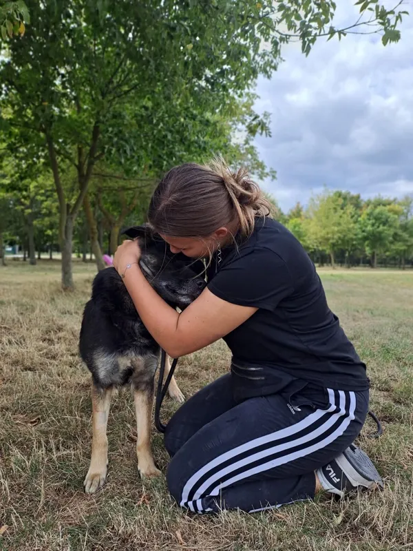 Pies do adopcji, Radom, 23 września 2025 (4/5)