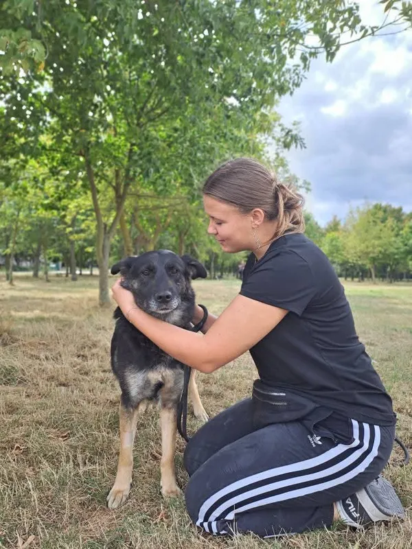 Pies do adopcji, Radom, 23 września 2025 (5/5)