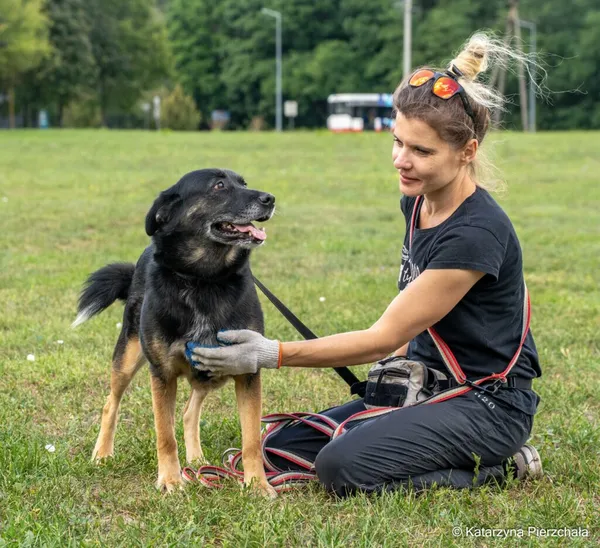 Pies do adopcji, Radom, 26 sierpnia 2026 (3/5)