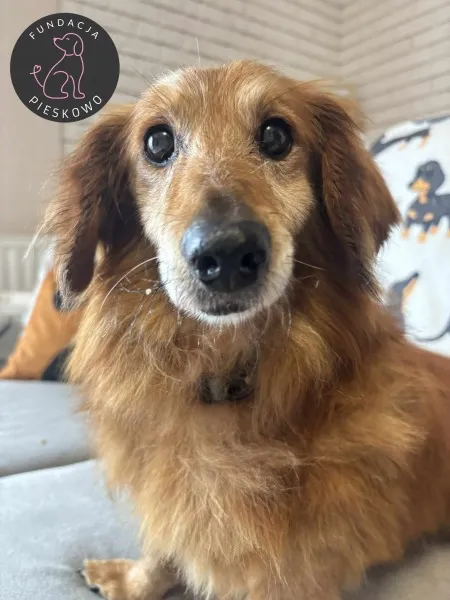 Pies do adopcji, Wolsztyn, 22 wrze艣nia 2025