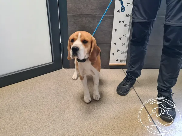 Znaleziono psa, Chełmek, 23 września 2025