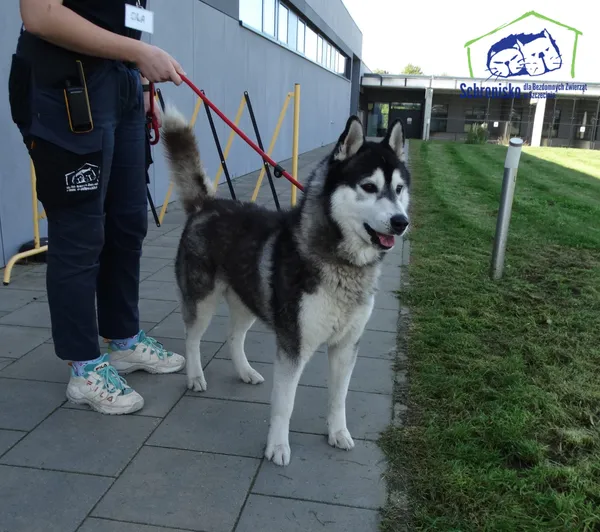 Znaleziono psa, Szczecin, 23 września 2025