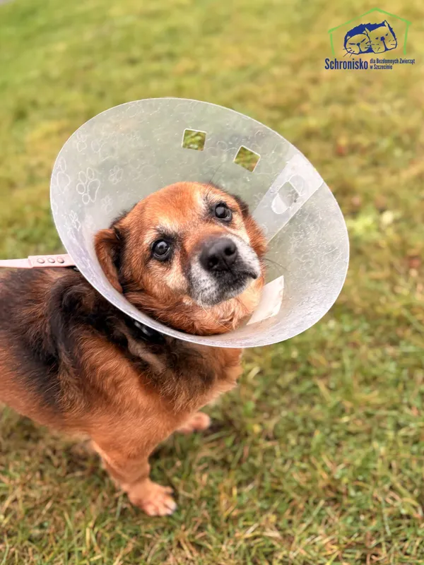 Znaleziono psa, Szczecin, 22 września 2025