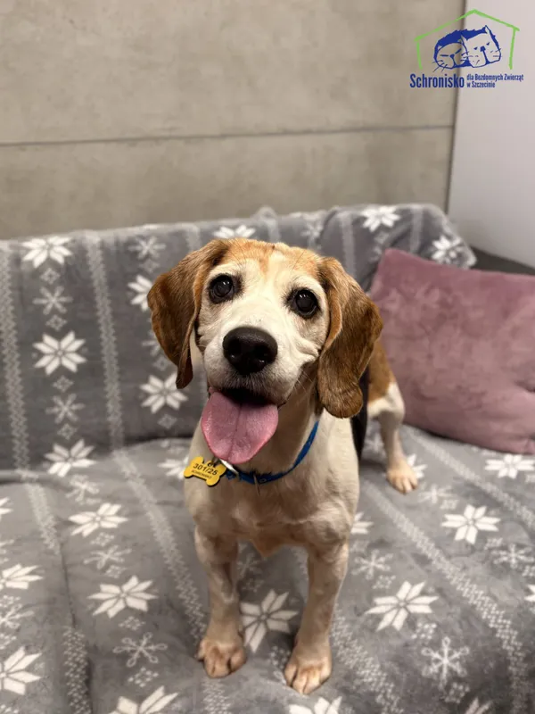 Znaleziono psa, Szczecin, 22 września 2025 (1/4)