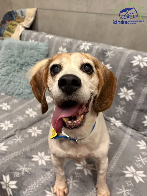 Znaleziono psa, Szczecin, 22 września 2025 (2/4)