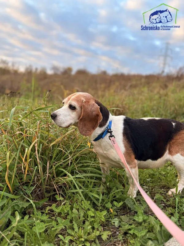 Znaleziono psa, Szczecin, 22 września 2025 (4/4)