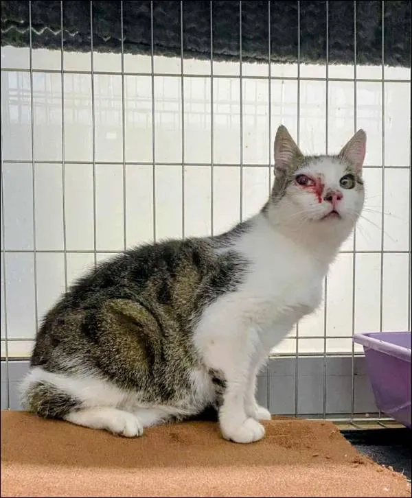 Znaleziono kota, Grudziądz, 23 września 2025