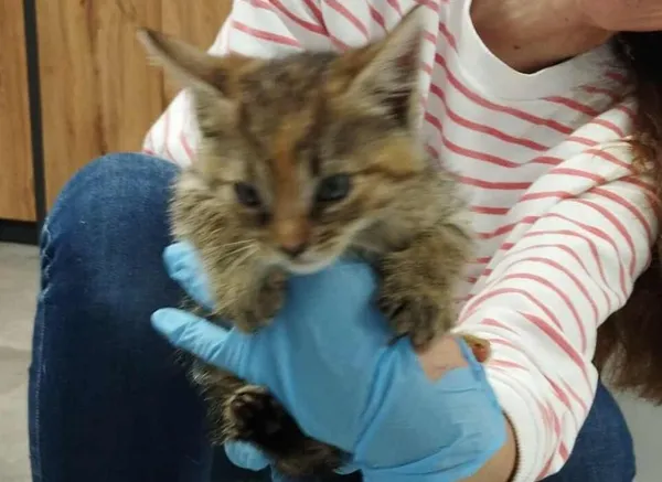 Znaleziono kota, Toruń, 23 września 2025