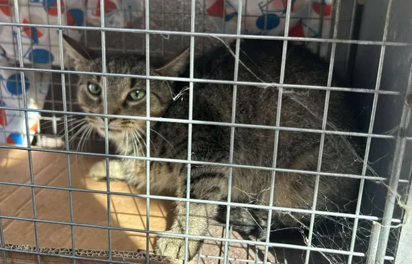 Znaleziono kota, Toruń, 23 września 2025