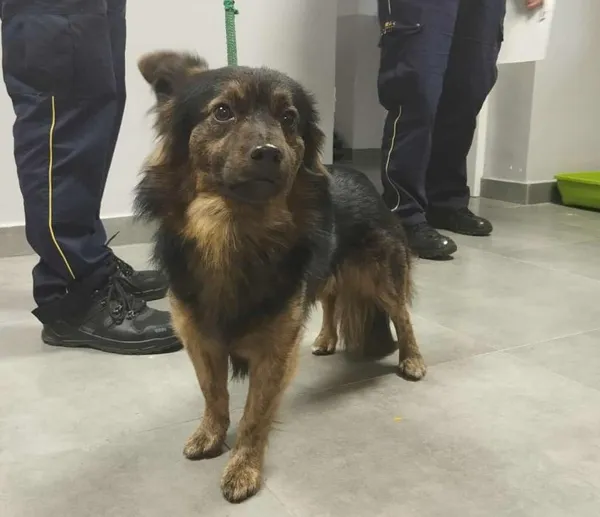 Znaleziono psa, Toruń, 22 września 2025