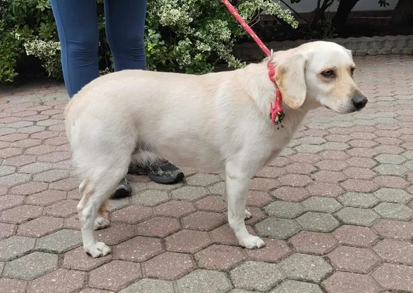 Znaleziono psa, Toruń, 18 września 2025