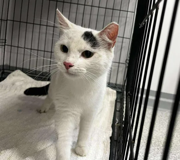 Znaleziono kota, Toruń, 16 września 2025