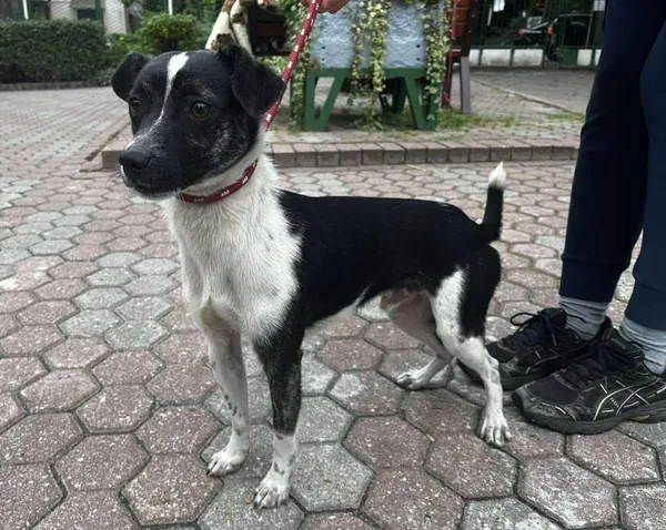 Znaleziono psa, Toruń, 15 września 2025