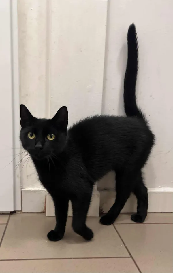 Kot do adopcji, Włocławek, 23 września 2025 (1/5)