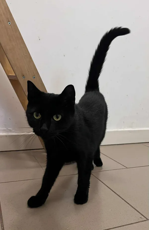 Kot do adopcji, Włocławek, 23 września 2025 (2/5)