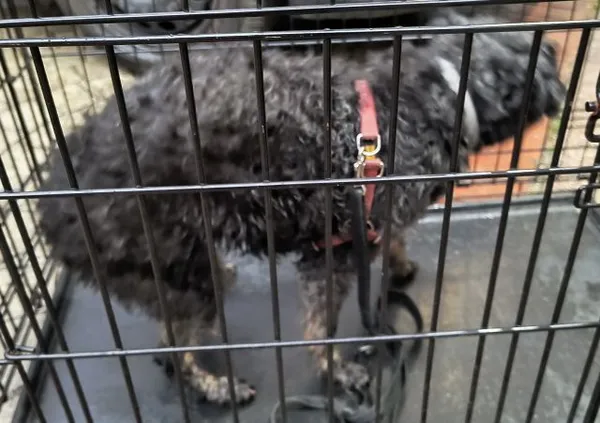 Znaleziono psa, Radom, 23 września 2025