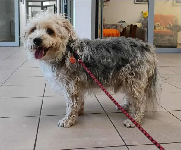 Znaleziono psa, Grudziądz, 24 września 2025